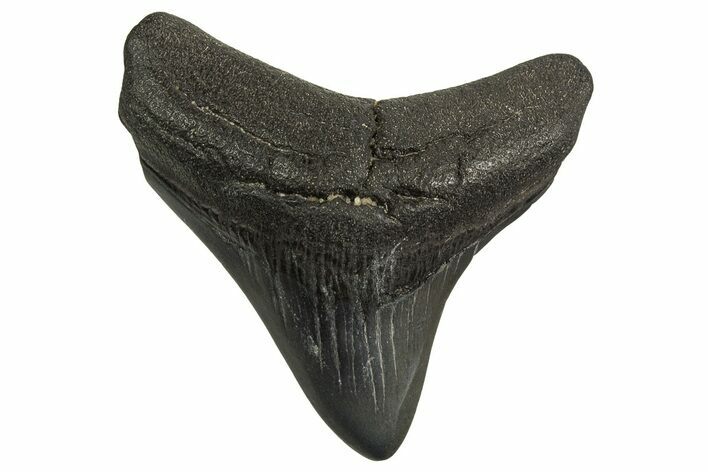 Posterior Fossil Megalodon Tooth - Georgia #329833